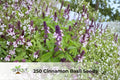 Cinnamon Basil Seeds | Aromatic Herb for Culinary Gardens & Teas | Non-GMO Ocimum basilicum