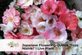 Japanese Flowering Quince 'Toyo Nishiki' Live Shrub 8-12 Inch Deciduous Ornamental Plant Chaenomeles speciosa