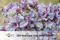 250 Red Leaf Holy Basil Seeds | Tulsi, Non-GMO, Culinary & Ornamental Herb, Ocimum sanctum
