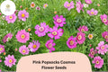 Pink Popsocks Cosmos Seeds | Double Blooms for Garden Planting | Cosmos bipinnatus | Attracts Bees & Butterflies