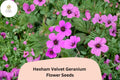 Hexham Velvet Geranium Seeds – Perennial Purple Flowering Plant, Geranium x oxonianum, Pollinator-Friendly, Easy to Grow