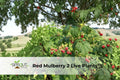 Red Mulberry Tree Saplings – 2 Live Morus rubra Fruit Trees, Edible Berries, Hardy Deciduous Shade & Food Forest Plants