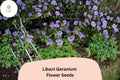25+ Libani Geranium Seeds for Garden Planting – Purple Flowers, Hardy Perennial, Geranium libani, Bee & Butterfly Attracting