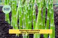 Mary Washington Asparagus Crowns – 25 Bare Root 2-Year Plants – Asparagus officinalis – Hardy Perennial Vegetable for Home Garden