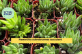 Haworthia rubrobrunnea Succulent in 2” Planter – Reddish-Green Indoor Plant for Home Decor & Gifts
