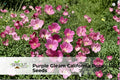 Purple Gleam California Poppy Seeds – Vibrant Lavender-Pink Wildflower, Drought-Tolerant Perennial, Eschscholzia californica, 100 Seeds