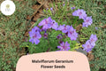 25+ Malviflorum Geranium Seeds, Purple Flowering Perennial for Garden Beds & Containers, Geranium malviflorum