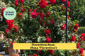 Florentina Rose Cuttings – 3 Unrooted Stem Grafting Propagation Rosa ‘Florentina’ Climbing Rose, Deep Red Blooms