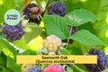 Glencoe Thornless Raspberry Plants – 2 Live Rubus idaeus ‘Glencoe’ with Sweet Purple Berries, Thornless Canes, Perennial Fruit Bush