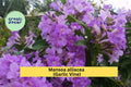Garlic Vine Plant – Mansoa alliacea – Semi-Tropical Ornamental Vine with Purple Trumpet Flowers for Gardens & Patios