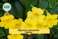 Yellow Crossvine Starter Plant – Bignonia capreolata ‘Yellow’ – Hardy Flowering Vine Attracts Butterflies & Hummingbirds