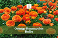 10 Orange Ranunculus Bulbs for Spring Garden, Ranunculus asiaticus, Bright Orange Flower Bulbs for Borders & Containers
