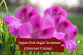 Purple-Pink Regal Geranium Cuttings, Unrooted Pelargonium Fancy Regal Hybrid, Flowering, Fragrant Foliage