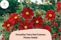 Versailles Tetra Red Cosmos Seeds | Tall Garden Flower, Bright Red Blooms, Cosmos bipinnatus, Pollinator-Friendly, Easy to Grow