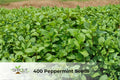 Peppermint Seeds | Mentha × piperita | Aromatic Perennial Herb for Culinary & Tea Gardens | NON-GMO, 400 Seeds