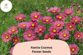 Xsenia Cosmos Seeds | Peach Pink Cosmos bipinnatus | Pollinator-Friendly Annual for Gardens & Cut Flowers, 200+ Seeds