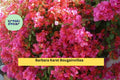 Barbara Karst Bougainvillea Bare Root Starter Plant – Vibrant Red-Pink Bracts, Tropical Flower Vine, Bougainvillea glabra 'Barbara Karst'
