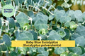 Baby Blue Eucalyptus Live Plant – Eucalyptus pulverulenta – Silver-Blue Foliage, Hardy, Drought-Tolerant for Garden, Patio, Floral Arrangements