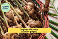 Edible Ginger Plant – Live Rooted Zingiber officinale Culinary Herb for Kitchen Spice Garden, Container or Garden Bed