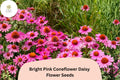 Bright Pink Coneflower Seeds, Echinacea purpurea, Perennial Flowers for Pollinator Gardens, 200+ Seeds