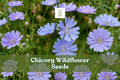 1000 Chicory Seeds - Blue Wildflowers for Pollinator Garden, Drought-Tolerant Perennial, Cichorium intybus, Summer Bloom