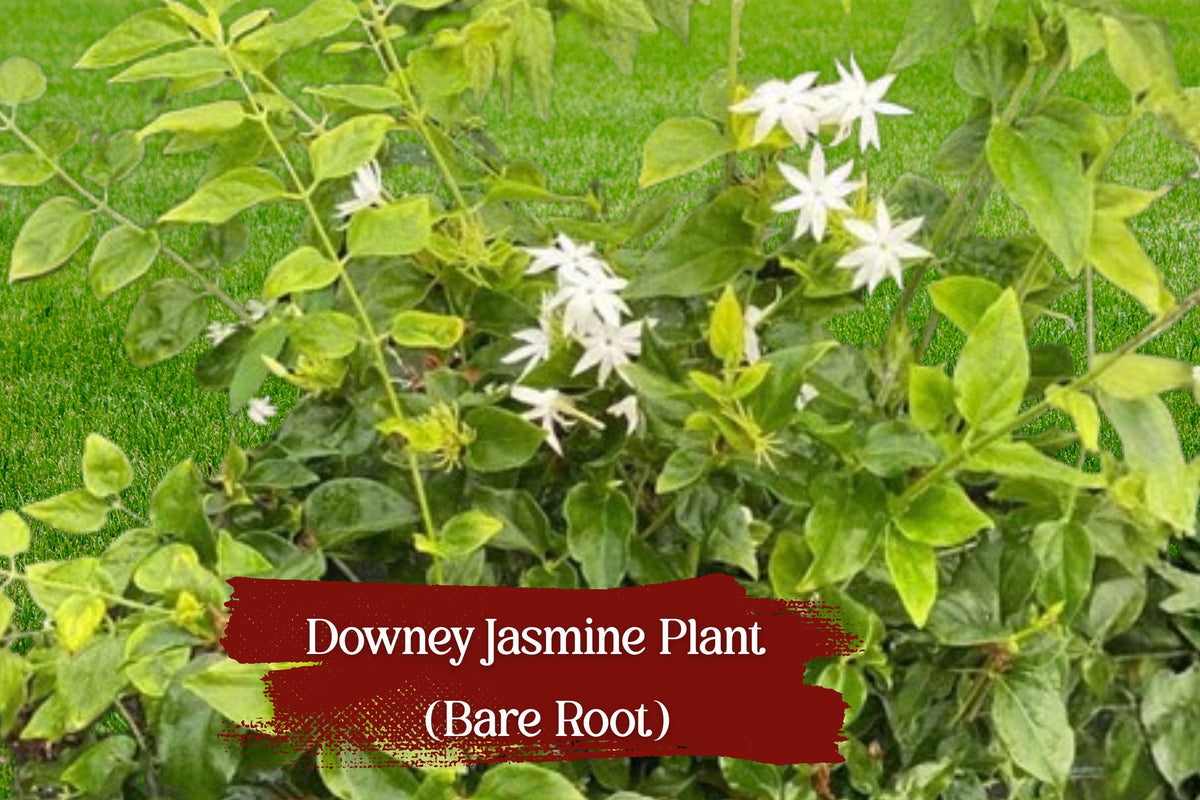 Live Jasminum pubescens (Downey Jasmine) Bare Root Vine, Fragrant White Flowers, Evergreen Climber for Garden & Containers