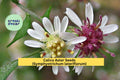 Calico Aster Seeds – Symphyotrichum lateriflorum – White Native Perennial Wildflower for Pollinator Gardens