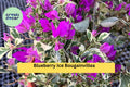 Blueberry Ice Bougainvillea Live Starter Plant – Variegated Purple-White Bracts – Tropical Climbing Vine – Bougainvillea glabra