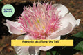 Do Tell Peony Bare Root – Pink Japanese Peony Flowering Root for Garden & Cut Flowers – Paeonia lactiflora
