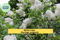 White Lilac Bush – Syringa vulgaris – Jumbo Bare Root Flowering Shrub with Fragrant White Blooms, Easy Planting Instructions