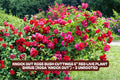 Little Ben Gooseberry Plant - Compact Edible Bush - Ribes uva-crispa 'Little Ben' for Small Gardens & Containers