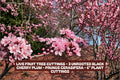 Live Fruit Tree Cuttings - 3 Unrooted Black Cherry Plum Prunus Cerasifera 6" Plant Cuttings for Gardening
