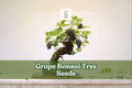 Grape Bonsai Tree Seeds – Vitis vinifera Miniature Vine for Bonsai, Patio, Garden Trellises, 50+ Seeds