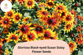 200+ Gloriosa Black-eyed Susan Daisy Seeds | Rudbeckia hirta | Yellow & Red Bicolor Blooms | Pollinator & Butterfly Garden