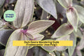 Dark Desire Wandering Dude – 2 Rooted Cuttings – Tradescantia ‘Jose Puig’ – Rare Purple-Green Variegated Indoor Plant