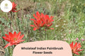 Castilleja integra Seeds | Native Wildflower | Wholeleaf Indian Paintbrush | Red-Orange Bracts for Pollinator Gardens