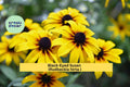 Black-Eyed Susan Perennial Plant – Rudbeckia hirta – Large Well-Rooted Yellow Flowering Border Plant for Gardens
