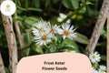 100 Aster pilosus Seeds | Symphyotrichum pilosum | Frost Aster Wildflower | White Native Pollinator Plant