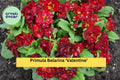 Primula Belarina ‘Valentine’ – Double Red Primrose Live Perennial Plant in 5.25” Pot, Early Spring Flower for Garden, Patio, Borders