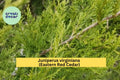 Eastern Red Cedar Tree Seedling – 5” Live Juniperus virginiana Native Evergreen for Landscape, Hedge, Windbreak