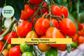 Roma Tomato Live Plants – Set of 3 – 6–10” Tall Solanum lycopersicum Roma Variety for Sauce, Canning & Fresh Eating