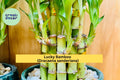Lucky Bamboo Plants 4-Inch Stalks | Dracaena sanderiana Indoor Decor & Feng Shui Gift