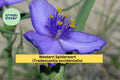 Western Spiderwort Seeds – 100 Pack, Native Perennial Wildflower, Violet-Blue Blooms, Tradescantia occidentalis, Pollinator & Prairie Garden