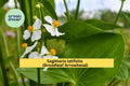 Broadleaf Arrowhead Seeds – Sagittaria latifolia – Native Aquatic Perennial for Ponds, Water Gardens & Wetlands