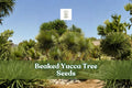 Beaked Yucca Seeds | Drought-Tolerant Desert Plant | Yucca rostrata | Blue-Green Foliage | Xeriscape & Indoor Gardening