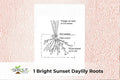 Bright Sunset Daylily Starter Plant – Hemerocallis spp. Hardy Perennial with Sunset-Colored Blooms