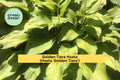 Golden Tiara Hosta – 5 Bare Root Perennials with Green-Gold Foliage & Purple Flowers – Shade Garden Plant – Hosta ‘Golden Tiara’