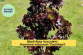 Black Rose Succulent – 1.8" Bare Root Aeonium arboreum ‘Zwartkop’ with Dark Burgundy Foliage, Indoor & Outdoor Plant