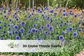 Globe Thistle Seeds, Echinops ritro, Blue Ornamental Perennial, Pollinator-Friendly, Drought-Tolerant, Full Sun, 30 Seeds