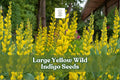 50 Yellow Wild Indigo Seeds | Baptisia sphaerocarpa Native Perennial Pollinator-Friendly Wildflower